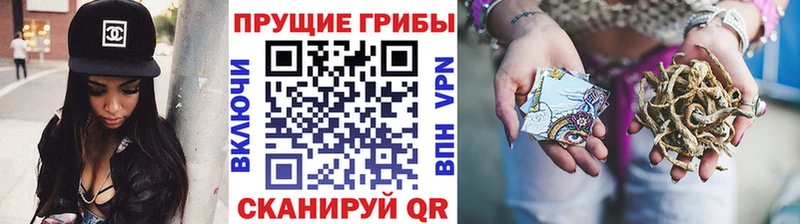 Купить закладки  Звенигово  Псилоцибиновые грибы мицелий 
